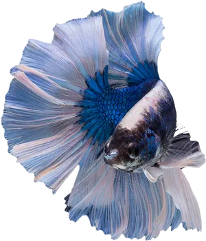 Elegant Blue Betta Fish PNG Image