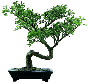 Elegant Bonsai Treein Pot PNG