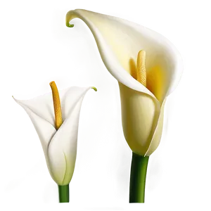 Elegant Calla Lily Png 06282024 PNG Image