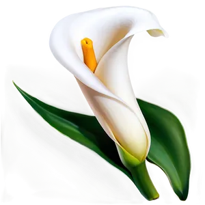 Elegant Calla Lily Png 26 PNG Image