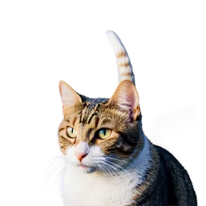 Elegant Cat Photo Png 65 PNG Image