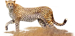 Elegant Cheetahin Stride PNG Image