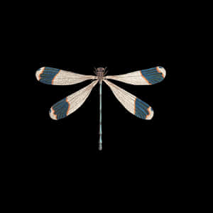 Elegant Dragonfly Black Background PNG image with transparent background