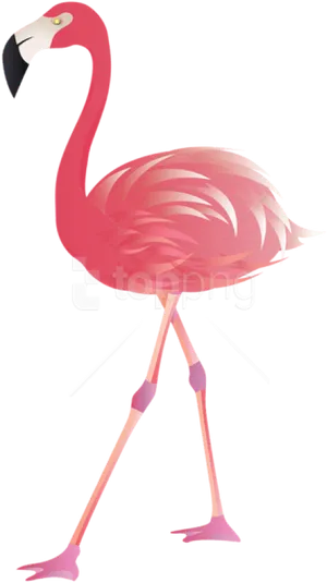 Elegant Flamingo Illustration PNG Image