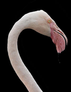 Elegant Flamingo Neck Curve PNG image with transparent background