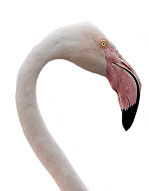 Elegant Flamingo Neck Curve PNG Image