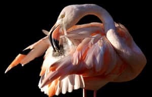 Elegant Flamingo Preening PNG image with transparent background