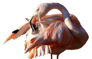 Elegant Flamingo Preening PNG image with transparent background