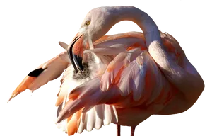 Elegant Flamingo Preening PNG Image