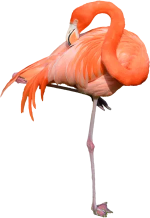 Elegant Flamingo Standing One Leg PNG Image