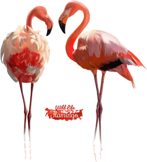 Elegant Flamingos Watercolor Art PNG Image