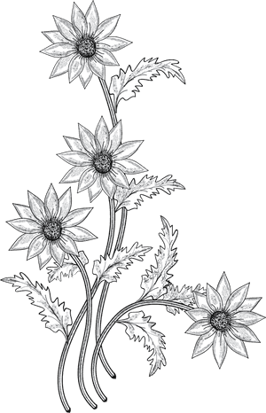 Flower Drawing Clip Art - White Png Flower Drawing, Transparent Png PNG image with transparent background