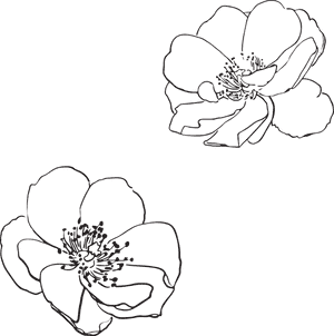 Transparent Apple Blossom Png - Flower Outline Vector Png, Png Download PNG image with transparent background