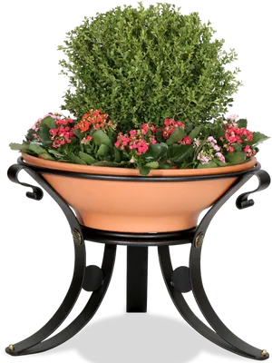 Elegant Flower Poton Stand PNG Image