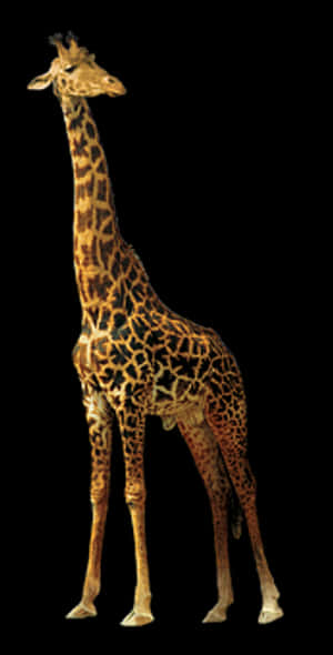 Elegant Giraffe Standing Against Black Background.jpg PNG image with transparent background