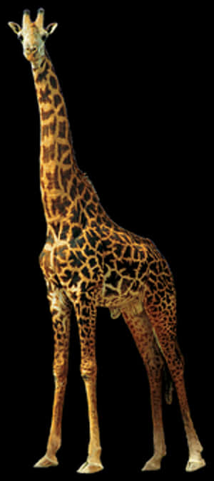 Elegant Giraffe Standing Isolated PNG image with transparent background