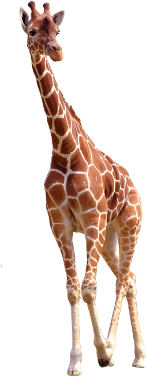 Elegant Giraffe Standing Transparent Background PNG Image