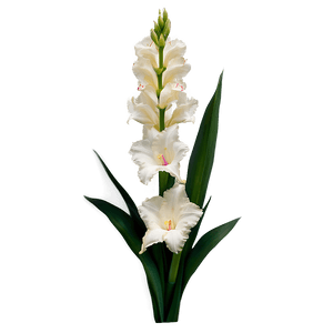 Elegant Gladiolus Arrangement PNG pma PNG