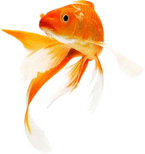 Elegant Goldfish Swimming.png PNG Image