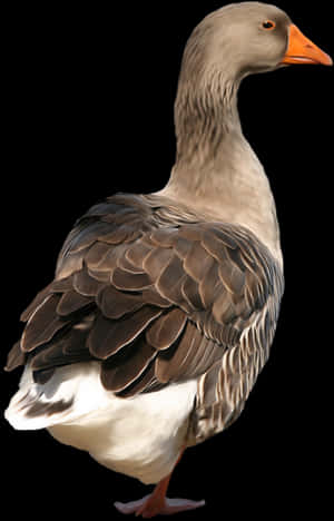 Elegant Grey Goose Portrait PNG image with transparent background
