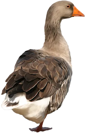 Elegant Grey Goose Portrait PNG Image