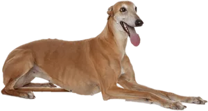 Elegant Greyhound Lying Down PNG Image