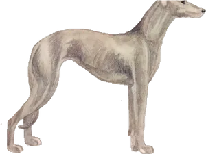 Elegant Greyhound Standing PNG Image