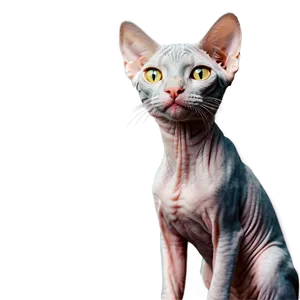 Elegant Hairless Cat Png 39 PNG Image