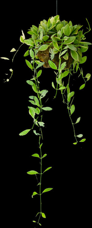 Hanging Basket - Hanging Indoor Plants, HD Png Download PNG image with transparent background