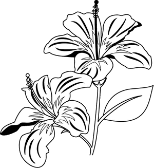 Elegant Hibiscus Floral Illustration B W PNG with transparent background
