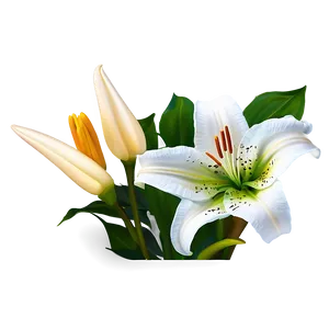 Elegant Lily Flower Png Mrq PNG Image