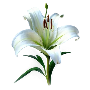 Elegant Lily Pattern Png Bhk PNG Image