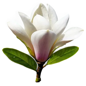 Elegant Magnolia Flower Png 6 PNG Image