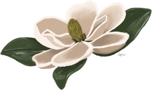 #flower #magnolia #floral #freetoedit - Southern Magnolia, HD Png Download PNG image with transparent background