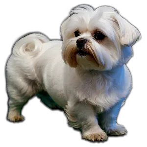 Elegant Maltese Show Dog Png Pkw17 PNG Image