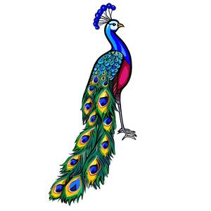 Elegant Peacock Design PNG 06232024 PNG image with transparent background