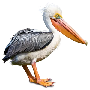 Elegant Pelican Pose Png Agi PNG Image