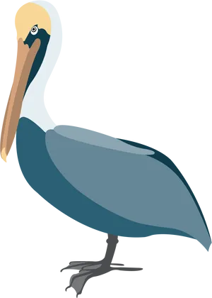 Elegant Pelican Vector Illustration PNG Image