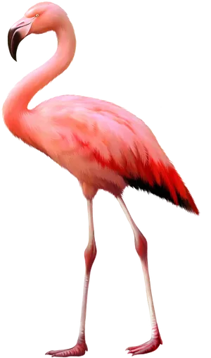 Elegant Pink Flamingo Standing PNG Image