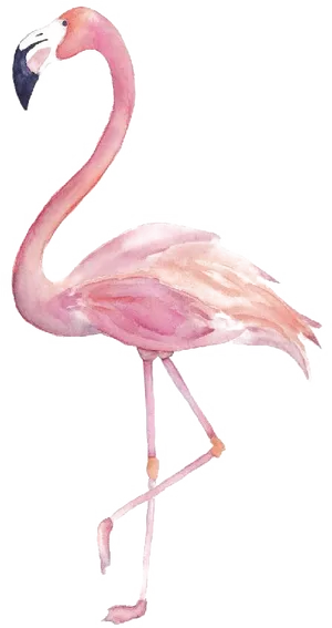 Elegant Pink Flamingo Standing PNG Image