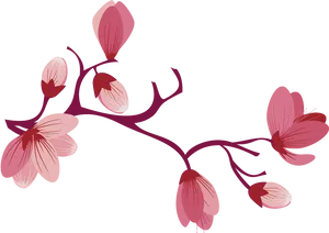 Elegant Pink Flowers Vector Illustration PNG Image