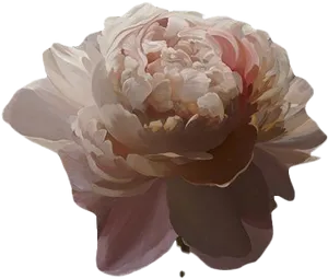 Elegant Pink Peony Flower PNG Image