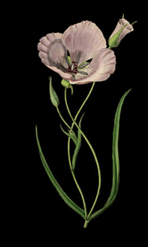 Elegant Pink Poppy Illustration PNG with transparent background