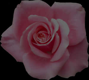 Elegant Pink Rose Black Background PNG image with transparent background