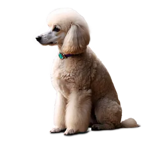 Elegant Poodle Profile Png Egb PNG Image