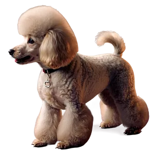 Elegant Poodle Profile Png Kob49 PNG Image