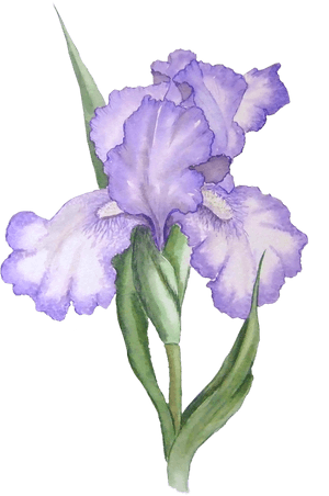 Transparent Background Purple Flower Transparent, HD Png Download PNG image with transparent background