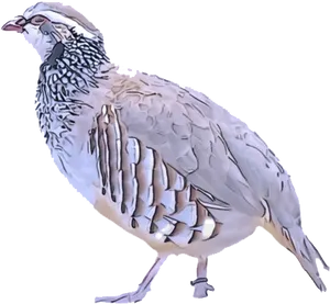 Elegant Quail Profile PNG Image