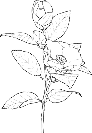 Transparent Flower Outline Png - Flower Png White Draw, Png Download PNG image with transparent background