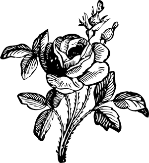 Elegant Rose Line Art PNG with transparent background